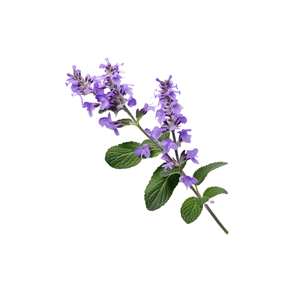 <strong>Lavandula angustifolia</strong>
