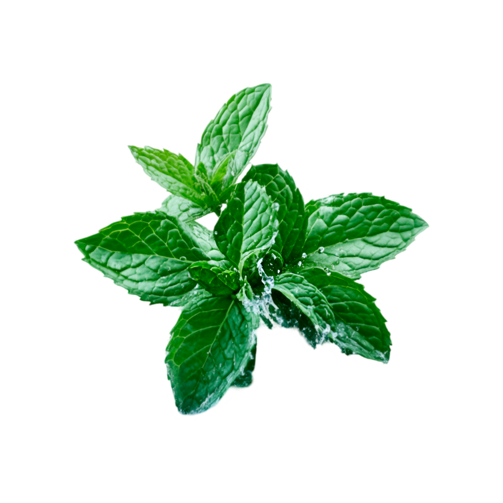 <strong>Mentha arvensis</strong>